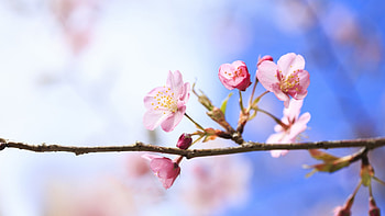 Plants, Flowers HD wallpaper
