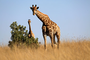 Animals, Grass, Savanna, Animal, Giraffe HD wallpaper