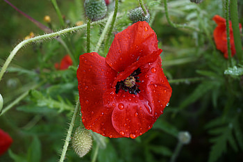 Flowers, Drops, Flower, Bud, Poppy HD wallpaper