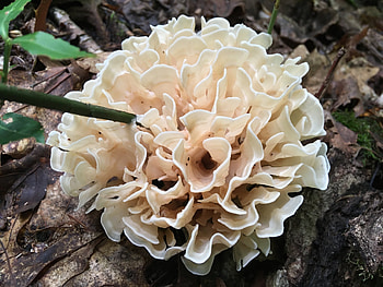 Sparassis genus, Inaturalist United Kingdom, Cauliflower mushrooms, Food HD wallpaper
