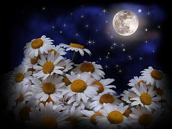 Plants, Flowers, Moon, Camomile HD wallpaper