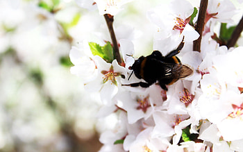 Macro, Bloom, Flowering, Branch, Spring, Bumblebee HD wallpaper
