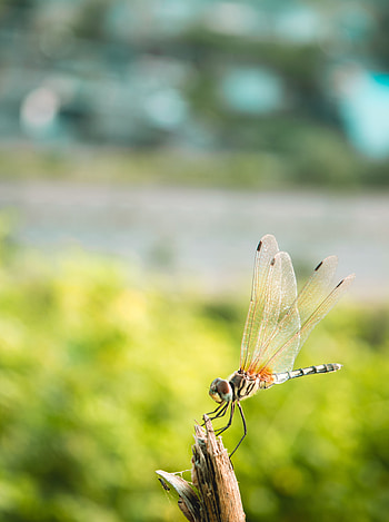 Macro, Close-Up, Insect, Dragonfly HD phone wallpaper