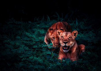 Lion Cubs In Jungle, lion, animals, cub HD wallpaper