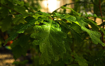 oak tree , Nature's beauty, Mesmerizing backgrounds, collection HD wallpaper