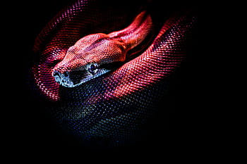 Striking of a red-bellied python showcasing its vibrant scales in dramatic lighting. HD wallpaper