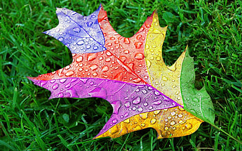 Leaf, colorful leaf, drop, nature HD wallpaper