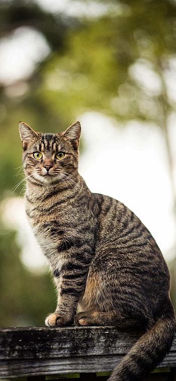 cat , Ultra-high definition, Stunning feline, Astounding detail HD phone wallpaper