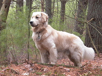 Golden Retriever, dog, fluffy golden retriever, golden, retriever HD wallpaper