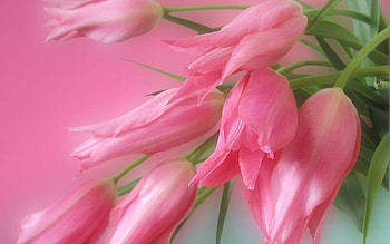 Plants, Flowers HD wallpaper