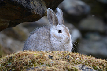 Snowshoe hare species, Lepus americanus, Wildlife observation, Naturalist's delight HD wallpaper