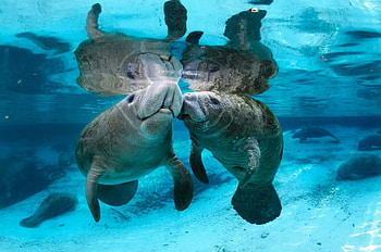 Underwater Manatees, Animals, Underwater, Manatees, Sea, Nature, Oceans HD wallpaper