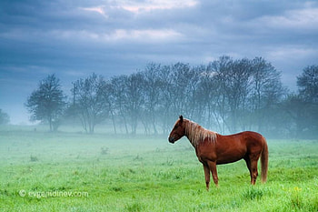 lonely morning, horse, nature, green, fogg HD wallpaper