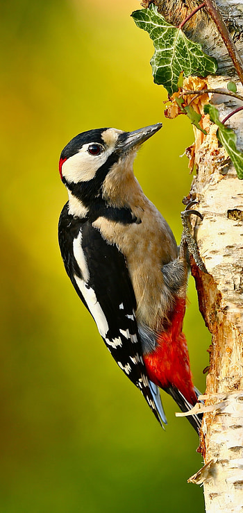Woodpecker, Fascinating creature, Nature's marvel, Feathered friend HD phone wallpaper