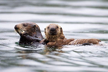 Cute Animals, cool, cute, , animals HD wallpaper