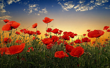 Flowers, Sunset, Sky, Poppies, Clouds, Greens, Field HD wallpaper