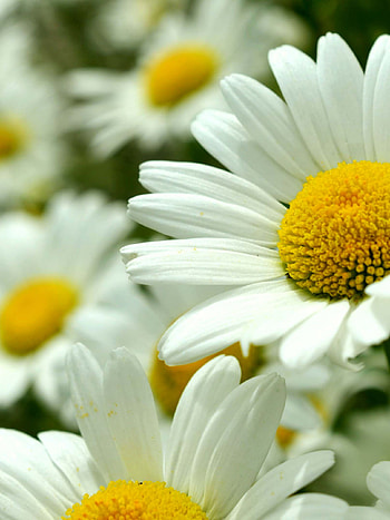 Fresh daisy flower, , Gerber daisy delight, Daisy themes HD phone wallpaper