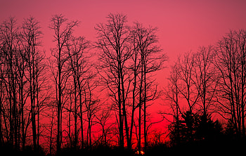 Nature, Trees, Sunset, Sky, Autumn, Branches HD wallpaper