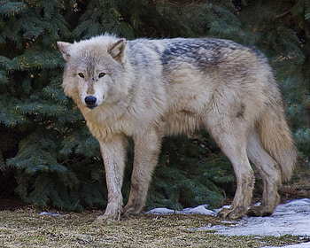 The Old Hunter, animal, hunter, the old, wolf, canis HD wallpaper