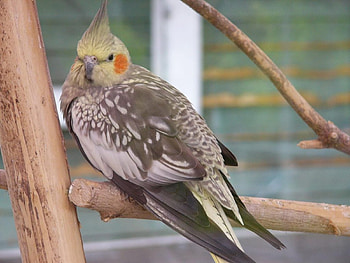 Cockatiel, cool HD wallpaper