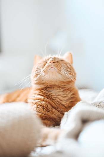 Funny, Animals, Cat, Pet, Redhead, Sleeps, Asleep HD phone wallpaper