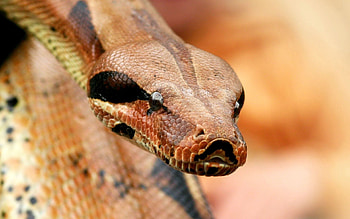 Animals, Eyes, Snake, Poisonous, Boa HD wallpaper