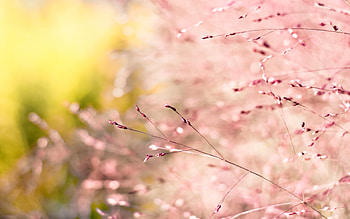 Plants HD wallpaper