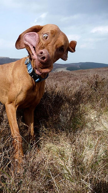 Funny, Mad Dog HD phone wallpaper