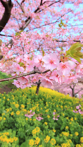 Spring, Pink Spring, Tree HD phone wallpaper