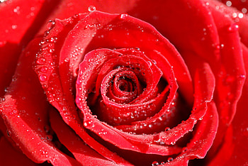 Roses flower, Roses , roses for your - Red Rose, White Rose, Orange Rose, Pink HD wallpaper