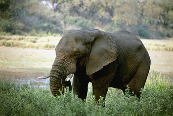 Animals, Elephant, Africa, Tusks HD wallpaper