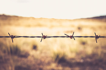 Macro, Barbed, Spiny, Thorns, Spikes, Wire, Barbed Wire HD wallpaper