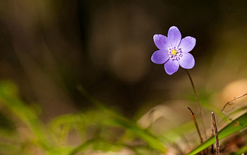 Grass, Flower, Macro, Stem, Stalk HD wallpaper