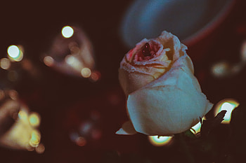 Flowers, Rose Flower, Rose, Petals, Bud, Tinsel, Sequins HD wallpaper