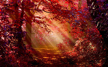 Sunlight In Autumn Forest, autumn, forest, nature, sunlight HD wallpaper