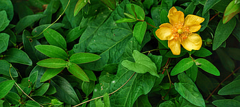 Flowers, Leaves, Flower, Anemone HD wallpaper