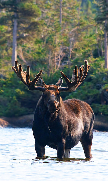 Elk (Animals), Mountain dwellers, Alpine beauty, Strong family bonds HD phone wallpaper