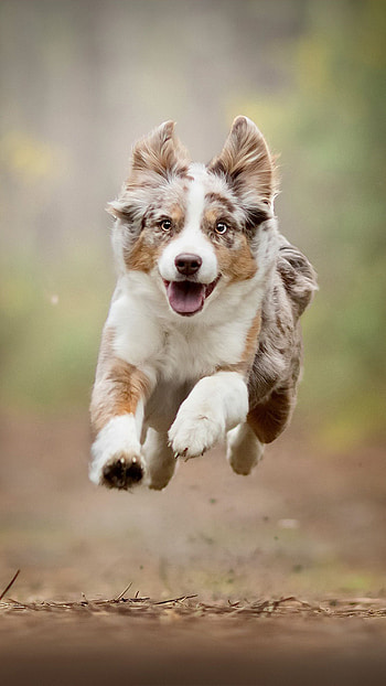 Australian Shepherd puppy, Dog Sports HD phone wallpaper