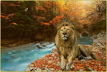 lion in September, river, autumn, september, lion HD wallpaper