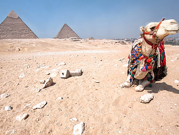 Camel, sand, desert, nature, pyramid HD wallpaper