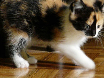 Kitten, cats, kittens HD wallpaper