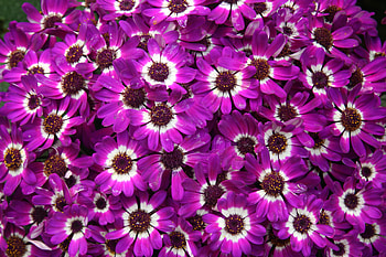 Purple Cineraria Flowers, purple, flowers HD wallpaper