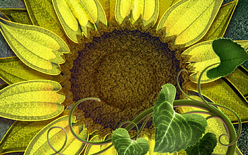 Sunflower, closeup, leaves, flower HD wallpaper