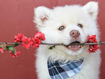A FLOWER FOR YOU, FLOWER, CUTE, DOG HD wallpaper