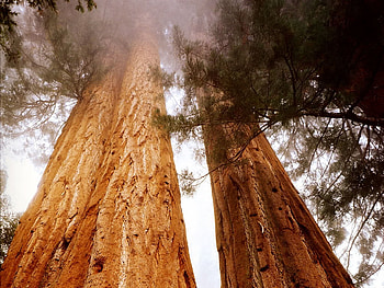 Secoya trees, bark, brown, canopy, green, trunks HD wallpaper