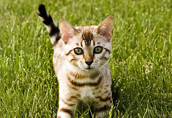 Kitten, cats, grass, animals, kittens HD wallpaper