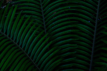 Macro, Dark, Sheet, Leaf HD wallpaper