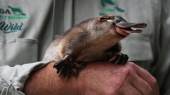 Platypus, Plastic pollution, Lifegate campaign, Conservation urgency HD wallpaper