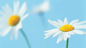 Daisy beauty, Captivating floral, , Stunning HD wallpaper