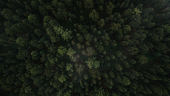 Nature, Trees, View From Above, Forest, Fir, Spruce HD wallpaper